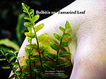 Tamarind Leaf