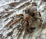 Hysterocrates laticeps (6 L) ♂