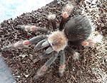  Brachypelma smithi x Brachypelma boehmei (9 L) ♀