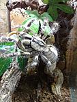   Poecilotheria regalis