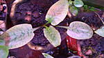 Cryptocoryne ferruginea var. ferruginea, Bau, Sarawak, Borneo