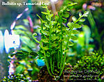 Tamarind Leaf