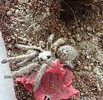 Ceratogyrus sanderi (13 L) ♀
