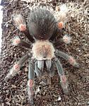  Brachypelma smithi x Brachypelma boehmei (9 L) ♀