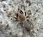 Hysterocrates laticeps (6 L) ♂