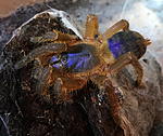 Ornithoctoninae sp. Hon sej ♀