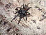 Macrothele sp. ??? (   ,  , sp. Thailand).