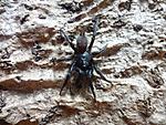 Macrothele sp. ??? (   ,  , sp. Thailand).