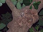 Poecilotheria miranda    
