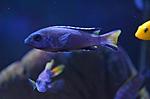  Pseudotropheus acei Itungi