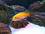  Labidochromis caeruleus Yellow