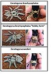 Ceratogyrus ssp.