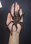  Lampropelma violaceopes