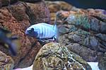   Pseudotropheus polit