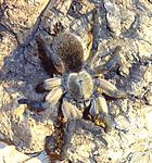 Monocentropus balfouri (adult) ♀