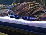   Metriaclima sp. 'elongatus chewere'