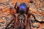 Guyruita sp. Bolivar (3)