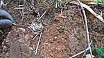    Ornithoctoninae sp.,  "".