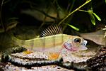 European perch (Perca fluviatilis) in Houralnia biotope aquarium