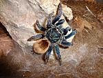Chromatopelma cyaneopubescens (adult) ♀