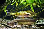 European perch and channel catfish in Houralnia biotope aquarium