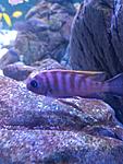  Pseudotropheus zebra long pelvic