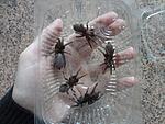 Hysterocrates gigas