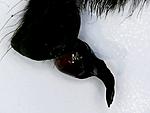   Cyriopagopus lividus (ex Haplopelma lividum)