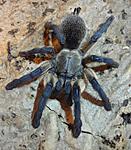 Monocentropus balfouri (adult) ♀