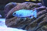  Pseudotropheus polit (2)