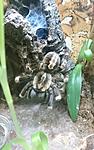 Poecilotheria miranda (adult) ♀