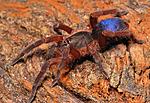 Guyruita sp. Bolivar (2)