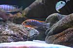  Labidohromis hongi RED