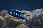  Pseudotropheus elongatus chewere