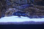    Pseudotropheus elongatus chewere