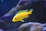  Labidochromis caeruleus Yellow