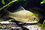 Prussian carp (Carassius gibelio) in Houralnia biotope aquarium