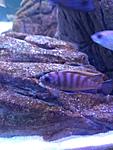  Pseudotropheus zebra long pelvic
