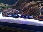  Metriaclima sp. 'elongatus chewere'
