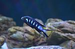  Pseudotropheus elongatus chewere (2)