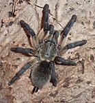 Monocentropus balfouri (adult) ♀