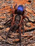 Guyruita sp. Bolivar