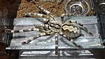 Poecilotheria fasciata (adult) ♀