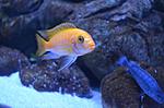 / Labidochromis caeruleus Yellow