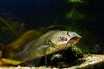 Channel catfish (Ictalurus punctatus) in Houralnia biotope aquarium