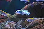 Cynotilapia sp. hara Gallireya Reef
