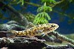 Chinese sleeper (Perccottus glenii) in Houralnia biotope aquarium