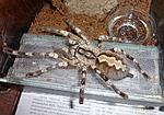 Poecilotheria fasciata (adult) ♀
