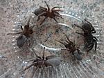 Hysterocrates gigas