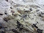 Ceratogyrus darlingi L1